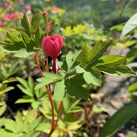 Lamprocapnos spectabilis 